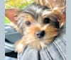 Miley, a Yorkshire Terrier tested with EmbarkVet.com