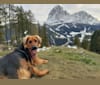 Koda, an Eastern European Village Dog and Bernese Mountain Dog mix tested with EmbarkVet.com