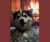 Kramer, an American Eskimo Dog and Siberian Husky mix tested with EmbarkVet.com