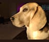 Photo of Bruce Wayne, a Beagle  in Everett, Washington, USA