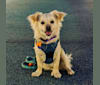 Lu Lai, a Chihuahua and Poodle (Small) mix tested with EmbarkVet.com