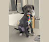 Photo of Roshambo, an Italian Greyhound and Poodle (Small) mix in Seattle, Washington, USA