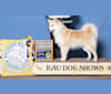 Mo, an Icelandic Sheepdog tested with EmbarkVet.com