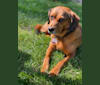Jingle, a Staffordshire Terrier and Labrador Retriever mix tested with EmbarkVet.com