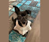 Hazel, a Chihuahua and Poodle (Small) mix tested with EmbarkVet.com