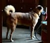 Taji, an Akita and American Pit Bull Terrier mix tested with EmbarkVet.com
