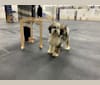 Folly, a Tibetan Terrier tested with EmbarkVet.com