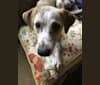 Koda, an American Pit Bull Terrier and Dalmatian mix tested with EmbarkVet.com