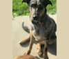Louisiana Mae, a Catahoula Leopard Dog and German Shepherd Dog mix tested with EmbarkVet.com