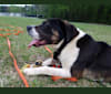 Bear, an American Staffordshire Terrier and American Bulldog mix tested with EmbarkVet.com