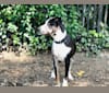 Photo of Auto, a Catahoula Leopard Dog  in Hollister, CA, USA