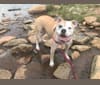 Penny, an American Bulldog tested with EmbarkVet.com
