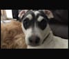 Laila Valentina Mayo, a Poodle (Small) and Chihuahua mix tested with EmbarkVet.com