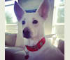 White Daisy, a Miniature Schnauzer and American Eskimo Dog mix tested with EmbarkVet.com