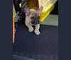 Bear, a French Bulldog and Bulldog mix tested with EmbarkVet.com