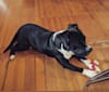 Photo of Petey, an American Pit Bull Terrier  in South Carolina, USA