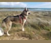 Photo of Kalen, a German Shepherd Dog, Siberian Husky, and Alaskan Malamute mix in Camolin, County Wexford, Ireland