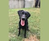 Saylor Lee, a Labrador Retriever tested with EmbarkVet.com