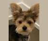 Louie, a Yorkshire Terrier and Pomeranian mix tested with EmbarkVet.com