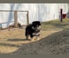 Photo of Kari, a Finnish Lapphund  in Middletown, NY, USA