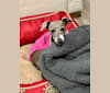Stella, an Italian Greyhound tested with EmbarkVet.com