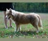 Photo of Sokka, a Siberian Husky  in North Carolina, USA