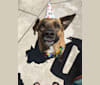 Mamma Mia, a Staffordshire Terrier and Golden Retriever mix tested with EmbarkVet.com