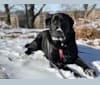 Brigham, a Labrador Retriever tested with EmbarkVet.com