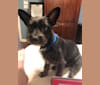 Harry Winston, a Chihuahua and Miniature Schnauzer mix tested with EmbarkVet.com