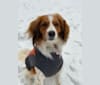 Vlinder, a Nederlandse Kooikerhondje tested with EmbarkVet.com