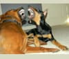 Brinks, an Australian Cattle Dog and Rottweiler mix tested with EmbarkVet.com