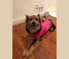 Cookie, a Southeast Asian Village Dog and German Shepherd Dog mix tested with EmbarkVet.com