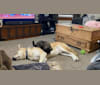 Ryder, a German Shepherd Dog and Siberian Husky mix tested with EmbarkVet.com