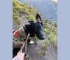 Bando, a German Shepherd Dog and Collie mix tested with EmbarkVet.com