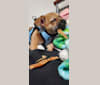 Photo of Simba, a Chihuahua, Pekingese, Rat Terrier, and Poodle (Small) mix in Selma, CA, USA