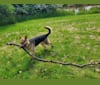 Hugs, a German Shepherd Dog tested with EmbarkVet.com