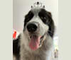 Frankie Ocean, a Great Pyrenees and Maremma Sheepdog mix tested with EmbarkVet.com