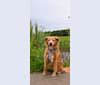Roxy, a Chow Chow and American Pit Bull Terrier mix tested with EmbarkVet.com