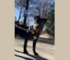 Bamm-Bamm, an American Pit Bull Terrier tested with EmbarkVet.com