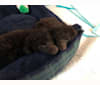 Felix - Elyssa’s dog, a Poodle (Small) tested with EmbarkVet.com