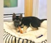 Dexter, a German Shepherd Dog and Siberian Husky mix tested with EmbarkVet.com