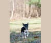 Annie, a Beagle and Australian Shepherd mix tested with EmbarkVet.com