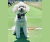 Photo of Phil, a Poodle (Small), Lhasa Apso, Chihuahua, and Mixed mix in Fresno, California, USA