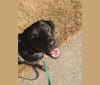 Sam, a Labrador Retriever and American Pit Bull Terrier mix tested with EmbarkVet.com
