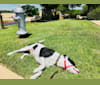 Hamlet, a Doberman Pinscher and American Pit Bull Terrier mix tested with EmbarkVet.com