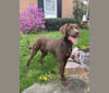 Winston, a Labrador Retriever tested with EmbarkVet.com