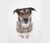 Kava, a German Shepherd Dog and Labrador Retriever mix tested with EmbarkVet.com