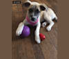 Winter, a Great Pyrenees and Mountain Cur mix tested with EmbarkVet.com