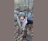Wilson, a Treeing Walker Coonhound and Australian Shepherd mix tested with EmbarkVet.com