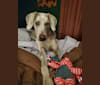 Maggie, a Weimaraner and Catahoula Leopard Dog mix tested with EmbarkVet.com